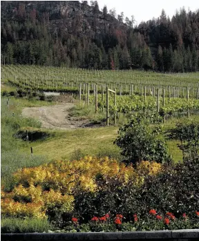  ?? CP FILE PHOTO ?? The scars of the Okanagan Mountain Park fire of 2003 around CedarCreek winery are seen on top of the mountain in Kelowna on May 21, 2004. B.C. winemakers are concerned smoke from the wildfires will impact the flavour of their products.