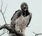  ?? Picture: G TATE ?? OF SPECIAL CONCERN: The martial eagle