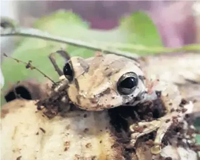  ?? Picture: RSPCA Cymru ?? The frog, believed to be a banana tree frog, that was found in a bunch of bananas at the Asda store in Llanelli.