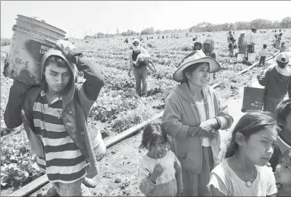  ?? Foto Carlos García ?? Cerca de 750 niños mixtecos de Guerrero acompañan a sus padres a laborar a Guanajuato.