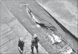  ?? REUTERS ?? Attempts underway to refloat a baby whale stranded along River Thames.