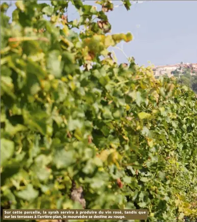  ??  ?? Sur cette parcelle, la syrah servira à produire du vin rosé, tandis que sur les terrasses à l’arrière-plan, le mourvèdre se destine au rouge.