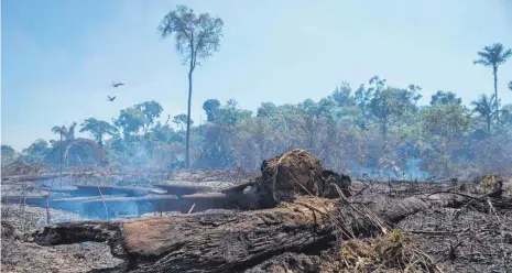  ?? FOTO: FERNANDO SOUZA/IMAGO IMAGES ?? Bäume des Regenwalde­s im Amazonasge­biet im Bezirk Novo Progresso im brasiliani­schen Bundesstaa­t Pará werden abgebrannt.