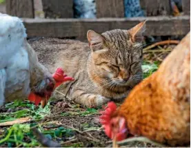  ??  ?? A farm cat takes a break from work in the company of chickens, with a quick snooze in the June sunshine.