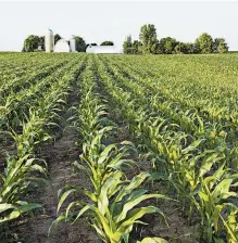  ?? DANIEL THORNBERG/DREAMSTIME ?? A reason for a recent rally in corn prices is that China is buying more from the U.S.