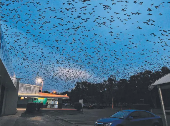  ?? LOOMING MENACE: Thousands of flying foxes fill the sky as they set off from Charters Towers' Lissner Park for their nightly foraging. ??