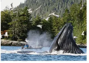  ?? — AP ?? Massive mammals: Boaters and fishermen watching as a group of up to six humpback whales feed on herring near Ketchikan, Alaska.