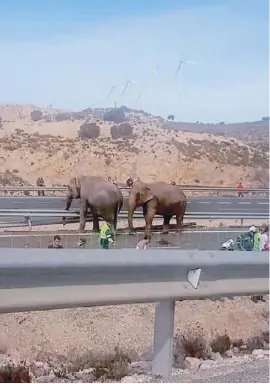  ?? Photo: EFE ?? The elephants loose on the motoway