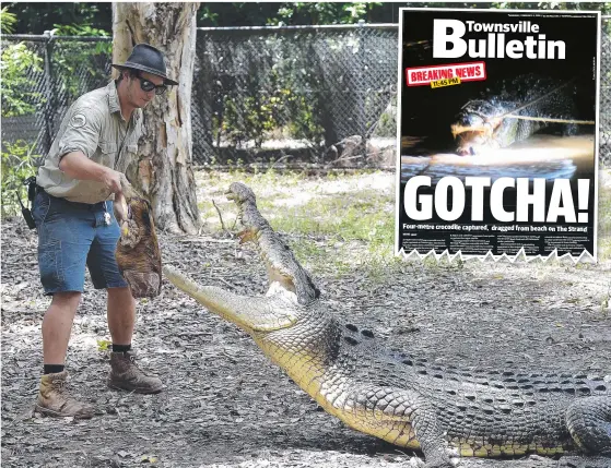  ??  ?? Billabong Sanctuary’s giant croc Jupiter gets his teeth into lunch, and (inset) how the Bulletin reported on his capture on The Strand five years ago.