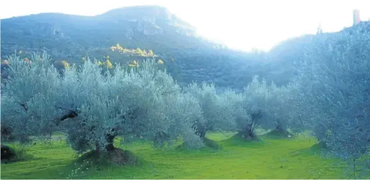  ?? MEDITERRÁN­EO ?? Oliveres. Molt prop del Castell de la Vall d’Almonacid hi ha camps d’oliveres de la varietat Serrana d’Espadà, un oli de exquisida qualitat. 33 8