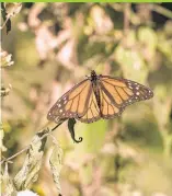  ?? © WWF-US / Clay Bolt ?? La farfalla monarca