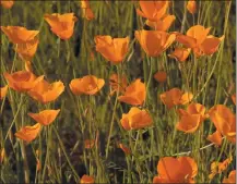  ?? ?? California poppies never cease to amaze with their bright orange splendor.