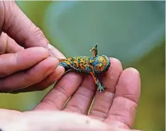  ?? Foto: Robert Stangl ?? So sieht eine Gelbbauchu­nke von unten aus: Die typische Färbung auf der Bauchseite verleiht ihr ihren Namen.