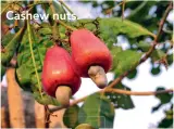  ??  ?? Cashew nuts.