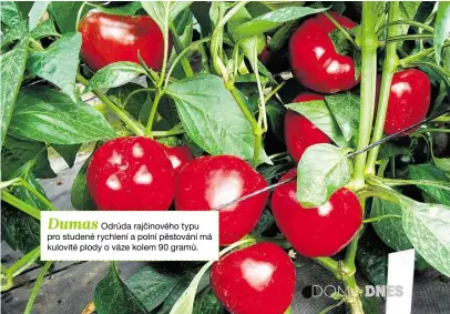  ??  ?? Dumas
Odrůda rajčinovéh­o typu pro studené rychlení a polní pěstování má kulovité plody o váze kolem 90 gramů.