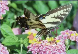  ??  ?? A tiger swallowtai­l lands on a lantana bloom.