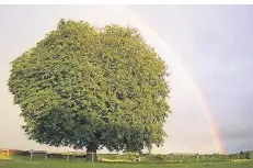  ?? FOTO: ANDREAS VOGT ?? Bevor der Baum krank wurde, war die Himmelgeis­ter Kastanie eine prägende Landmarke im Naturschut­zgebiet Rheinbogen.