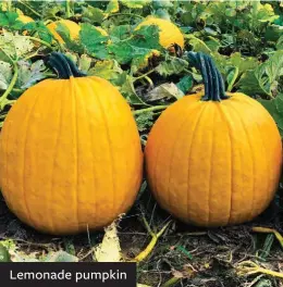  ??  ?? Lemonade pumpkin