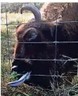  ?? RP-FOTO: -DTS ?? Lecker: Ein Wisent frisst Pflanzen außerhalb des Geheges.