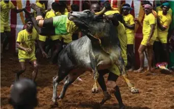  ??  ?? PESERTA cuba mengawal seekor lembu jantan ketika acara tahunan Jallikattu yang melihat golongan pemuda bergusti dengan haiwan itu,
di Madurai, Tamil Nadu, India. - AFP
