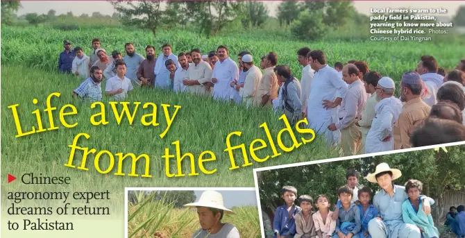  ?? Photos: Courtesy of Dai Yingnan ?? Local farmers swarm to the paddy field in Pakistan, yearning to know more about Chinese hybrid rice.