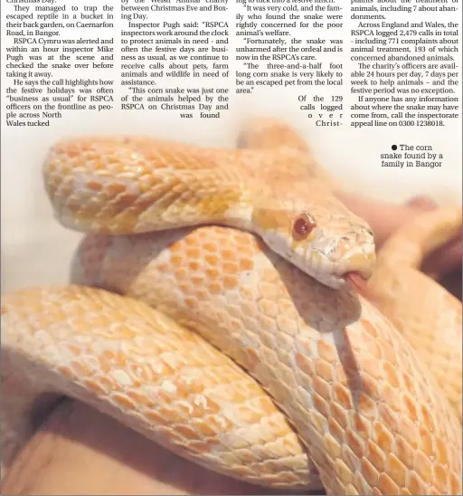  ??  ?? The corn snake found by a family in Bangor