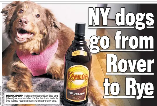  ??  ?? DRINK (P)UP! Kahlua the Upper East Side dog (above) was named after Kahlua the drink, and city dog-license records show she’s not the only one.