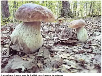  ??  ?? Sortie champignon­s avec la Société mycologiqu­e loupéenne.