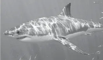  ?? Florida Museum of Natural History — University of Florida ?? In 2020, great white sharks were involved in at least 16 unprovoked bites, including six of the year’s 10 fatalities.