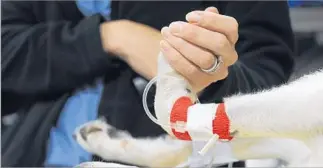  ??  ?? CARING PAUSE by chief of surgery Nicole Buote helps to comfort a canine patient at VCA West.