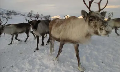  ??  ?? Reindeer belonging to Sámi people in Norway. Herding remains important to Sámi culture and is protected under Norwegian law. Photograph: John Vidal/The Observer