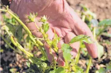  ??  ?? Keine Blüten sind mehr zu sehen. Doch diese sind wichtig. Ohne Blätter kann sich die Pflanze nicht entwickeln.