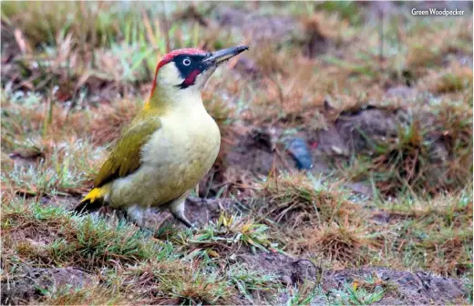  ??  ?? Green Woodpecker