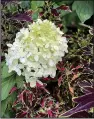  ?? (TNS/Norman Winter) ?? ColorBlaze Mini Me Watermelon coleuses grow around Limelight Prime hydrangea.