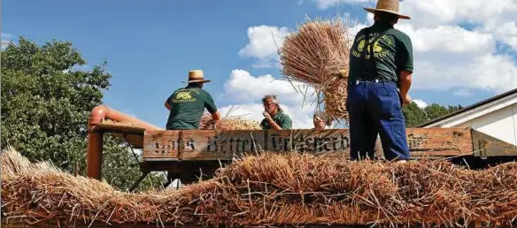  ??  ?? Die Dreschvorf­ührungen gehören immer zum Programm und ziehen zahlreiche Zuschauer auf das kleine Feld am Rande der Festwiese. Fotos: Andrea Hellmann