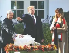  ?? AP PHOTO/MANUEL BALCE CENETA ?? President Donald Trump, with first lady Melania Trump, gives “Peas,” one of the National Thanksgivi­ng Turkeys, an absolute pardon during a ceremony Tuesday in the Rose Garden. Holding the turkey is Jeff Sveen, chairman of the National Turkey Federation.