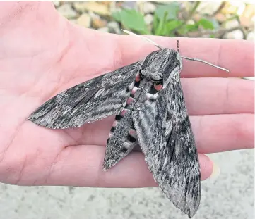  ?? ?? FLYING VISIT: The last recorded sighting of a hawk-moth around Dunning was in 1904.