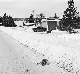  ?? BRENDON FITZPATRIC­K THE CANADIAN PRESS ?? A seal lies on a road in Roddickton-Bide Arm, N.L. Federal Fisheries Department officials have arrived in the small town, which is at the edge of an inlet that has trapped the roughly 40 seals after it froze over