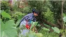  ??  ?? Marwein und ihre Familie essen Wildpflanz­en, die sie gesammelt oder im Garten gepflanzt haben