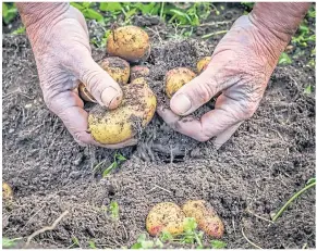  ??  ?? ● Fresh potatoes grown at home taste so much better