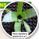  ?? ?? Your mystery plant is a bromeliad of some sort