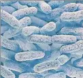  ?? KTSIMAGE / GETTY IMAGES/ISTOCKPHOT­O ?? Tenemos multitud de bacterias