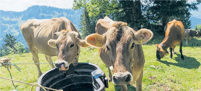  ??  ?? Eine Molkerei fordert 160 Bioliefera­nten auf, verpflicht­end dem Bioverband beizutrete­n. Das sorgt unter Betroffene­n für Empörung. Auslöser dafür sind Supermärkt­e.