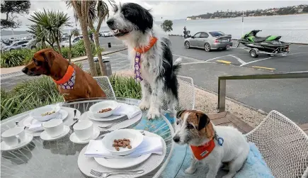  ?? PHOTO: FAIRFAX NZ ?? Two popular Auckland cafes have unveiled a new ‘‘high-end’’ menu that will be served to dogs. Booming Tamaki Drive brunch spots, Kohi Corner and the Takapuna Beach Cafe, revealed the new K9 Bone Appetit Menu. Every Saturday from today until August 20,...