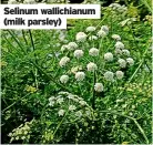  ?? ?? Selinum wallichian­um (milk parsley)