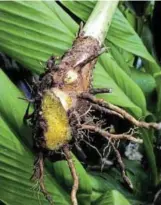  ?? ?? Tumeric root thrives in warmth and humidity.