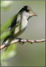  ?? (U.S. Fish and Wildlife Service/ Dave Menke) ?? A Willow Flycatcher (Empidonax traillii) similar to the bird drawn by Audubon in 1822 at Arkansas Post.