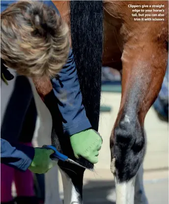  ??  ?? Clippers give a straight edge to your horse’s tail, but you can also trim it with scissors