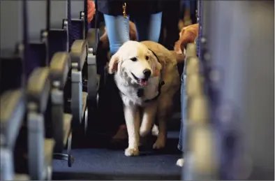  ?? Julio Cortez / Associated Press file photo ?? In 2017, a service dog strolls through the aisle inside a United Airlines plane at Newark Liberty Internatio­nal Airport while taking part in a training exercise in Newark, N.J. The Transporta­tion Department issued a final rule on Wednesday covering service animals. The rule says only dogs can qualify, and they have to be specially trained to help a person with disabiliti­es.