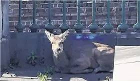  ?? PHOTO: FRAYNE MURPHY/PRESS 22 ?? Change in habitat: A fawn made its way into Limerick and got stuck on Sarsfield Bridge inside the 1916 monument.